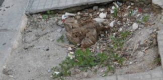 Marciapiedi dissestati, rischio per i pedoni