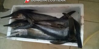 Sequestrati 5 esemplari di pescespada