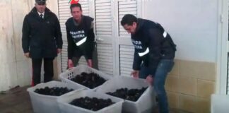 Sequestrati molluschi e crostacei sprovvisti di certificato