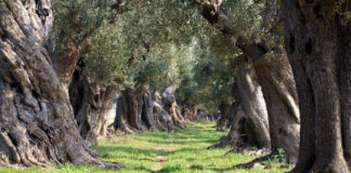 Xylella, l’UE apre al reimpianto