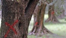 Xylella, Coldiretti: “Bene rinvio discussione DDL”