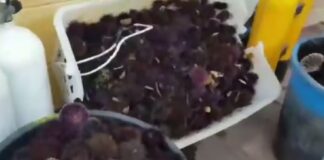 Sequestrati 2500 ricci pescati illegalmente