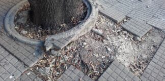 Buche, dossi e alberi non potati in viale Oronzo Quarta