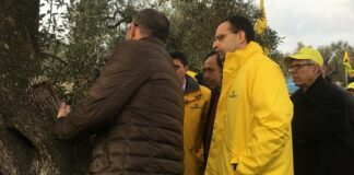 Xylella: Coldiretti, ora pressing su Ue