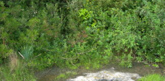 La “Fabbrica” del Bosco