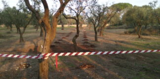 Gasdotto Tap, ‘espianto ulivi illegittimo’