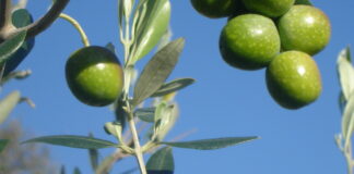 Xylella, scoperta nuova varietà resistente al batterio