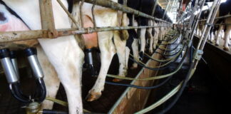 Latte e prodotti caseari, scatta l’obbligo dell’origine in etichetta