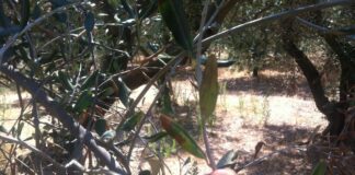 Xylella: controlli e multe dal 1° maggio