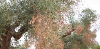 Xylella: Ue, Italia non attua misure