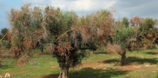 Xylella, ministro Centinaio: «Anche il M5S sa che non c’è tempo da perdere»
