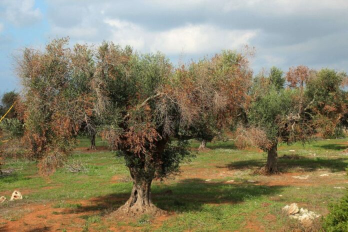 XYLELLA