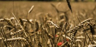 Xylella: «No ad allarmismi»