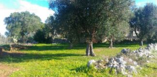 Nasce in Puglia la Banca della Terra