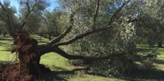 Xylella, Ue apre a varietà resistenti