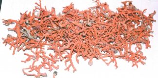 Sequestrato un chilo e mezzo di corallo rosso