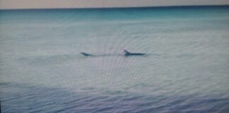 Squalo di 2 metri avvistato a pochi metri dalla riva a Lido Pizzo