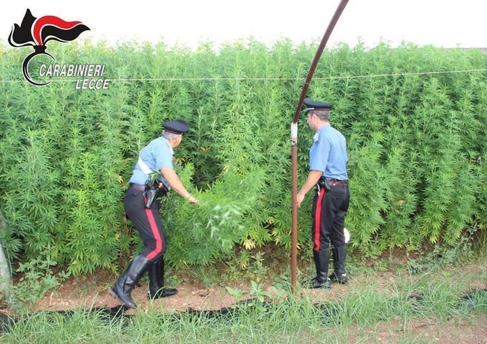 Piantagione di marijuana a Lecce