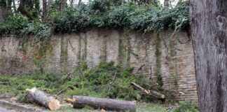 Anziano muore travolto da un tronco di pino