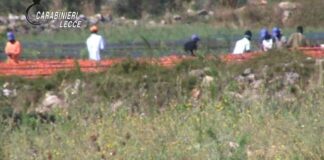 Sfruttamento nella raccolta dei pomodori: denunciate due persone