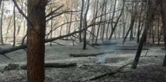 A fuoco 100 ettari di macchia nella Baia delle Orte