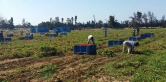 Lavoratori in nero in un’azienda di produzione ortaggi: denunciato titolare 52enne