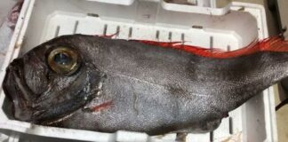 Allarme nel Salento: il mar Ionio è invaso da pesci alieni