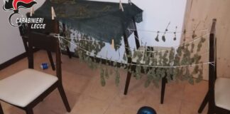 Piante di marijuana in un terreno e droga in casa: denunciato 32enne