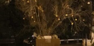 Xylella, a Melissano l’albero di Natale in piazza è un ulivo disseccato