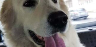 Cucciola di 11 mesi muore d’infarto per i botti di Capodanno sotto gli occhi dei padroni