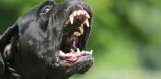 Cane azzanna un 45enne che finisce in ospedale: lesioni agli arti