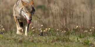 Lupo azzanna vestito a bimba di 6 anni in un villaggio di Alimini