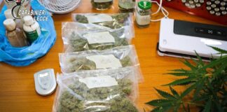 Sorpreso in casa con 8 piante di marijuana: arrestato 43enne