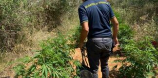 Sequestrata una vasta piantagione di cannabis