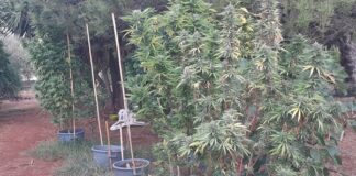 Allestiscono serra di marijuana in un giardino: 3 arresti