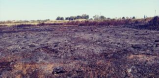 Incendio devasta il Parco Bosco e Paludi del Rauccio: muoiono decine di rospi