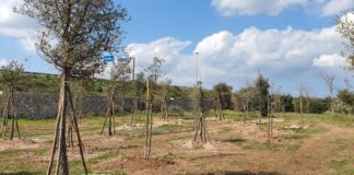 A Lecce una sughereta all’interno dell’orto botanico