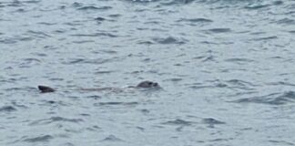 La foca monaca torna in Salento: avvistata a Gallipoli