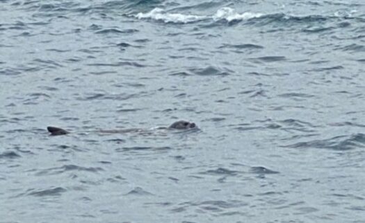 foca monaca
