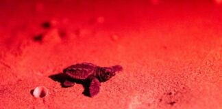 Il miracolo della vita nel Salento, schiuse oltre 100 uova di tartarughe caretta caretta
