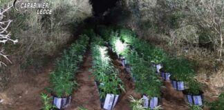 Piantagione di marijuana accanto al campo rom: 2 arresti