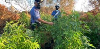 Scoperta piantagione di marijuana in un capo nomadi di Lecce
