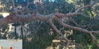 Albero di pino cade nella Villa Comunale: chiusa per precauzione