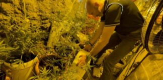Sequestrata una piantagione di marijuana in Salento: due persone arrestate