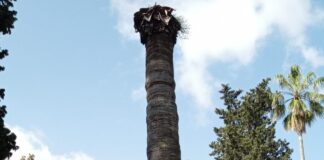 Cinque alberi secchi e pericolanti saranno rimossi dalla Villa comunale