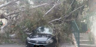 Rimossi gli alberi pericolanti di via Ribezzo