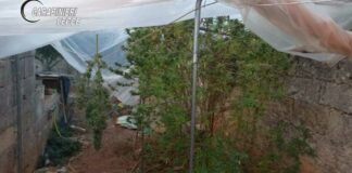 Coltivava marijuana nella sua proprietà, arrestato un 46enne
