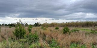 Assistenza post impianto del bosco realizzato nel 2020