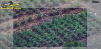 Sequestrate a Lecce tre piantagioni di marijuana