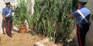 Coltivava marijuana in due serre del proprio giardino, un arresto a Montesano Salentino